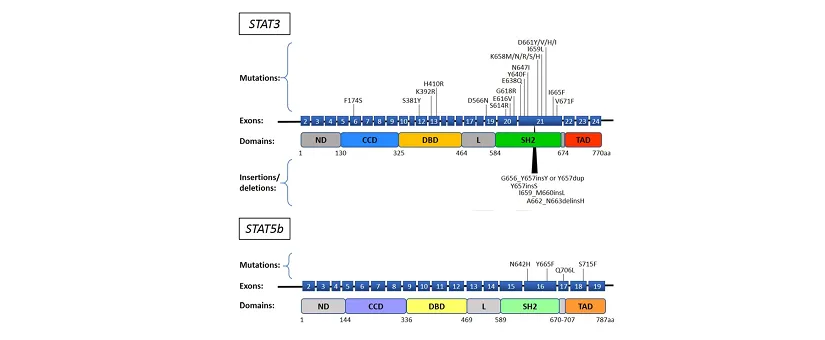 Mutacje STAT3 i STAT5B – znaczenie kliniczne, diagnostyka i możliwości ...